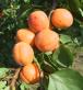 Click for 1 image(s) for this accession. Fruit
